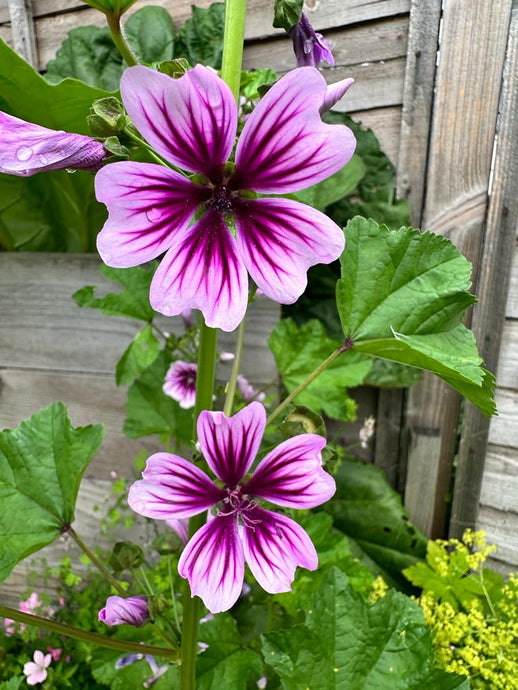 Mallow 錦葵