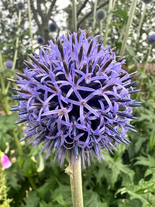 Globethistle 刺球花薊